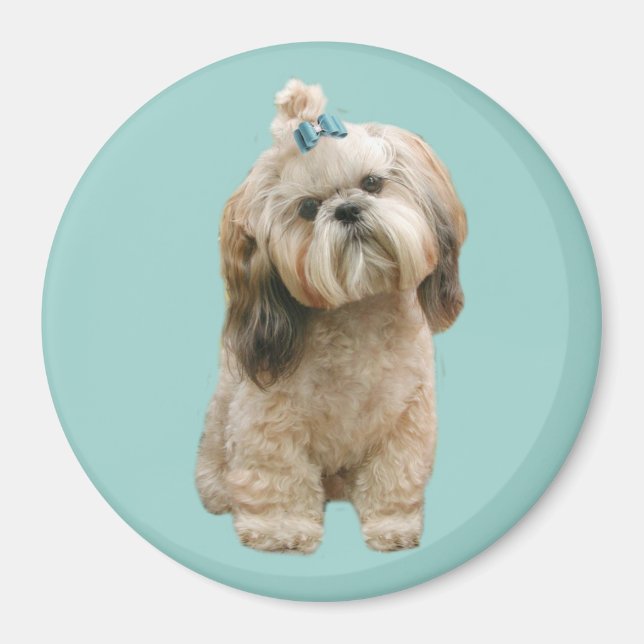 Íman Shih Tzu Magnet (Frente)