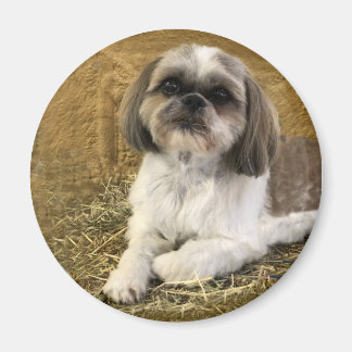 Íman Shih Tzu Magnet 2