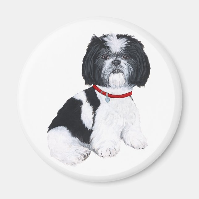 Íman Shih Tzu Preto e Branco (Frente)
