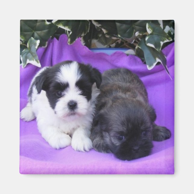 Íman Shih Tzu Puppies Magnet (Frente)