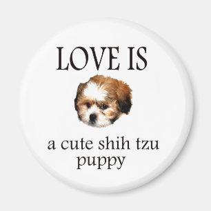 Íman Shih Tzu Puppy