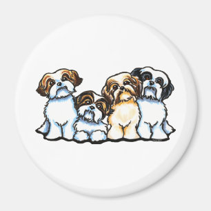 Íman Shih Tzu Quartet