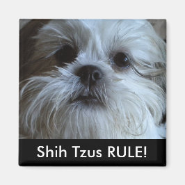Íman Shih Tzus RULE Refrigerator Magnet