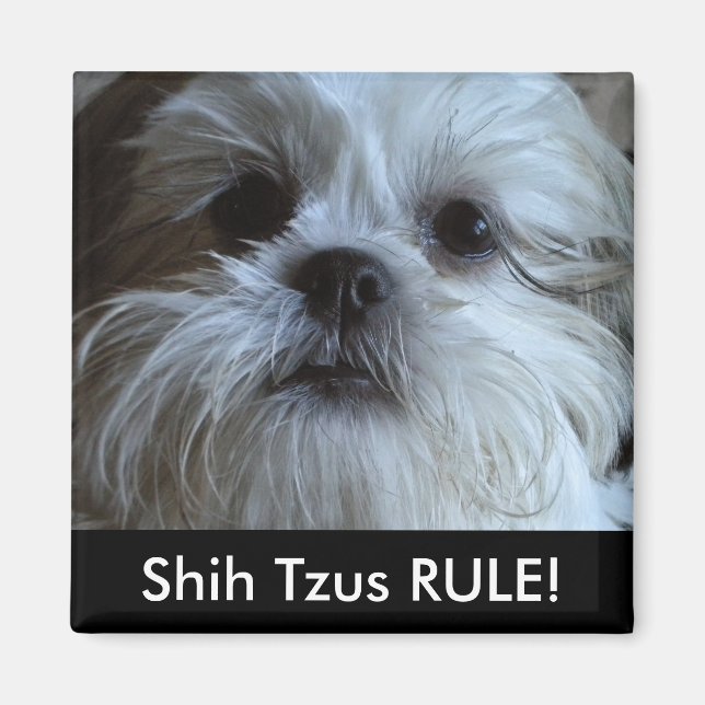 Íman Shih Tzus RULE Refrigerator Magnet (Frente)