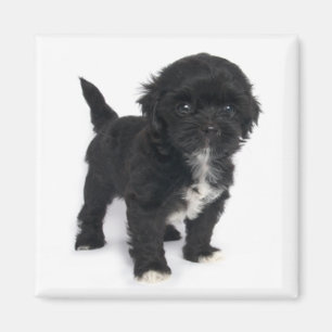 Íman Shihz Tzu Puppy Dog Black E White Shihtzu