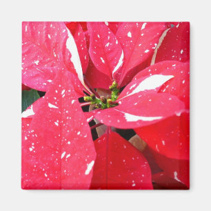 Íman Shimmer Star Surprise Poinsettia Foliday Floral