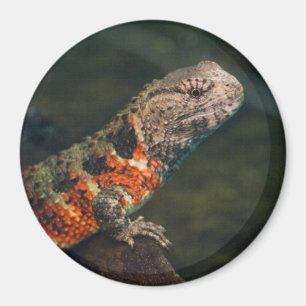 Íman Shinisaurus crocodilurus