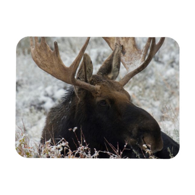 Íman Shiras Bull Moose (Horizontal)