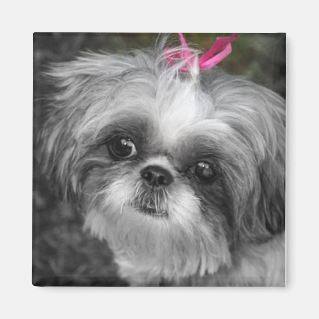Íman Shitzu Dog Square Magnet (Frente)