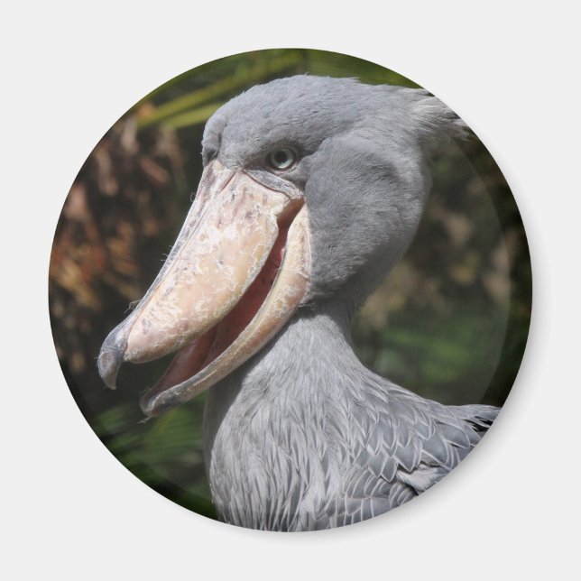 Íman Shoebill (Frente)
