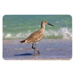 Íman Shorebird novo do maçarico real no ímã da praia