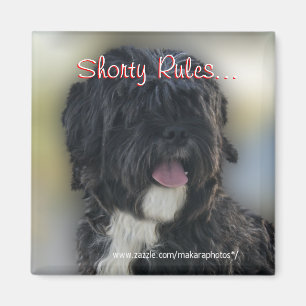 Íman Shorty Lhasa Apso-Shih Tzu Ímã-personaliza