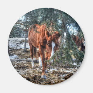 Íman Shy Sorrel Mare e Branches Gift