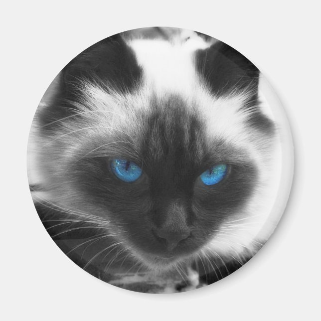Íman Siamese Cat (Frente)