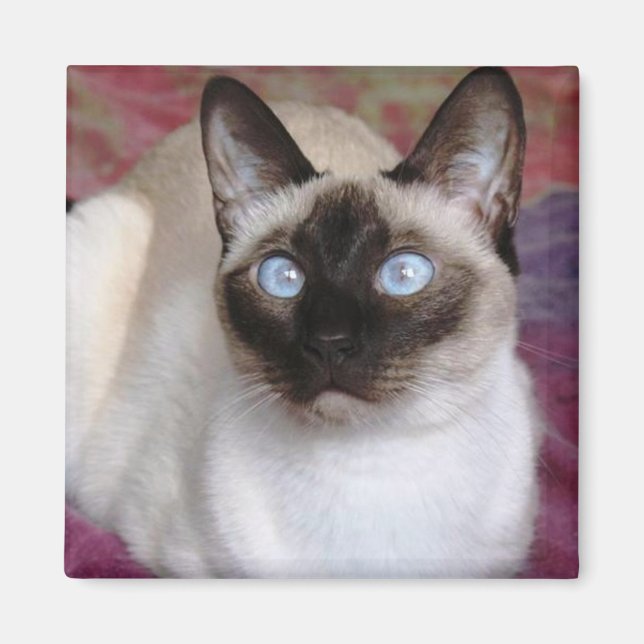 ÍMAN SIAMESE CAT (Frente)