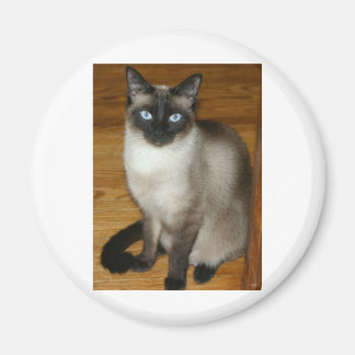 Íman Siamese Cat