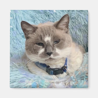 Íman Siamese Snowshoe Cat Blue Eyes Maureen Girard