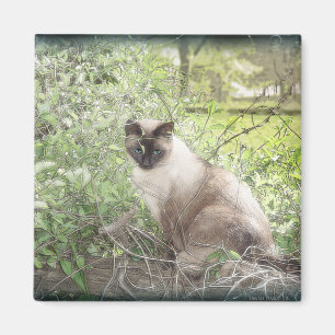 Íman Siamese & videiras