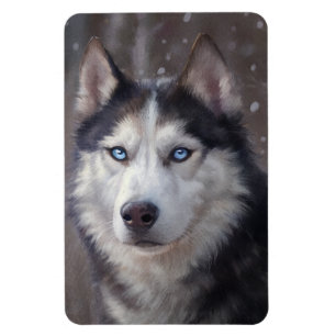 Íman Siberian Husky