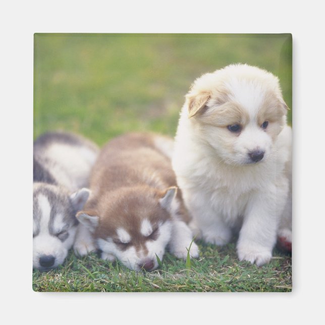 Íman Siberian Husky; uma raça de cão que trabalha (Frente)