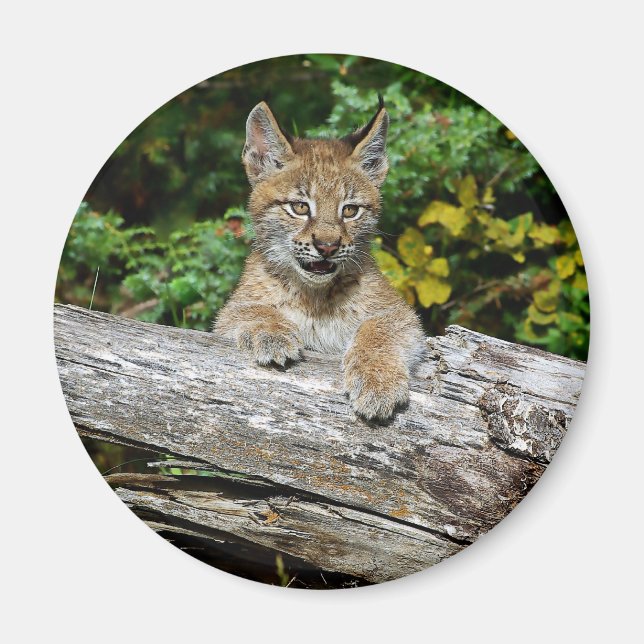 Íman Siberian Lynx Kitten (Frente)