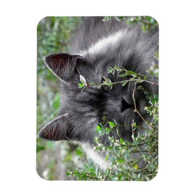 Íman Siberiano | Retrato de gato (Vertical)