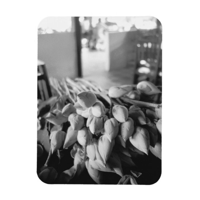 Íman Siem Reap Camboja, Flores de Lótus (Vertical)