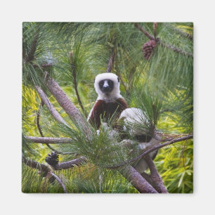 Íman Sifaka de Coquerel na floresta