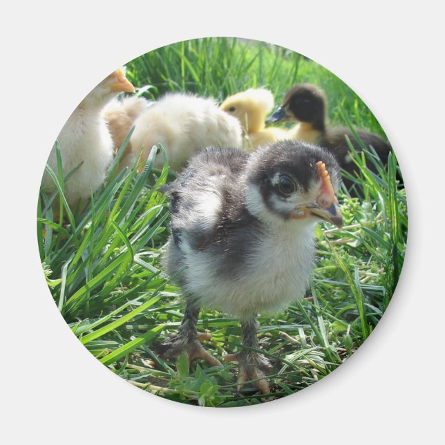 Íman Siga o líder (Frente)