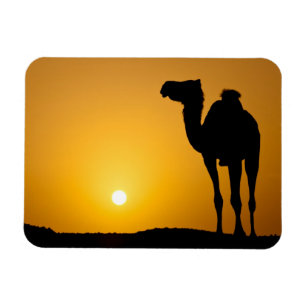 Íman Silhueta de um camelo selvagem no pôr do sol