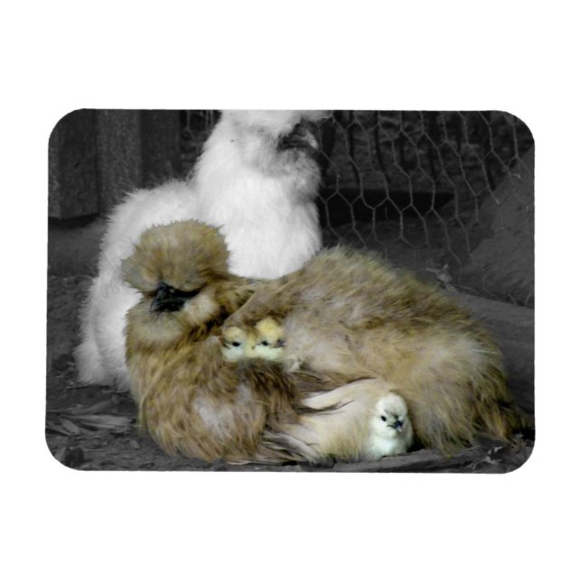 Íman Silkie Hens com Pintinhos saindo de Penas (Horizontal)
