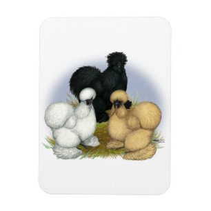 Íman Silkie Trio