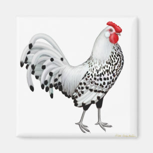 Íman Silver Spangled Hamburg Rooster Magnet
