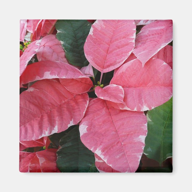 Íman Silver Star Marble Poinsettias Feriado Rosa Floral (Frente)