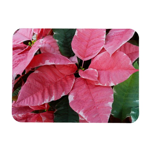 Íman Silver Star Marble Poinsettias Feriado Rosa Floral (Horizontal)
