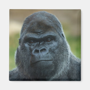 Íman Silverback