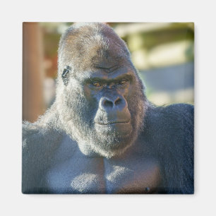 Íman Silverback em greve