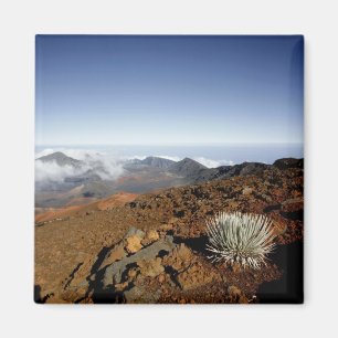 Íman Silversword no cume da cratera Haleakala de perto