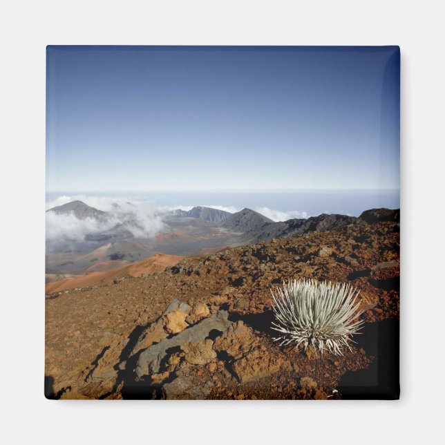 Íman Silversword no cume da cratera Haleakala de perto (Frente)