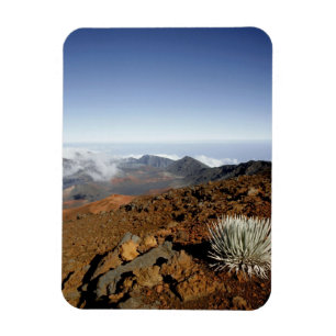Íman Silversword no cume da cratera Haleakala de perto