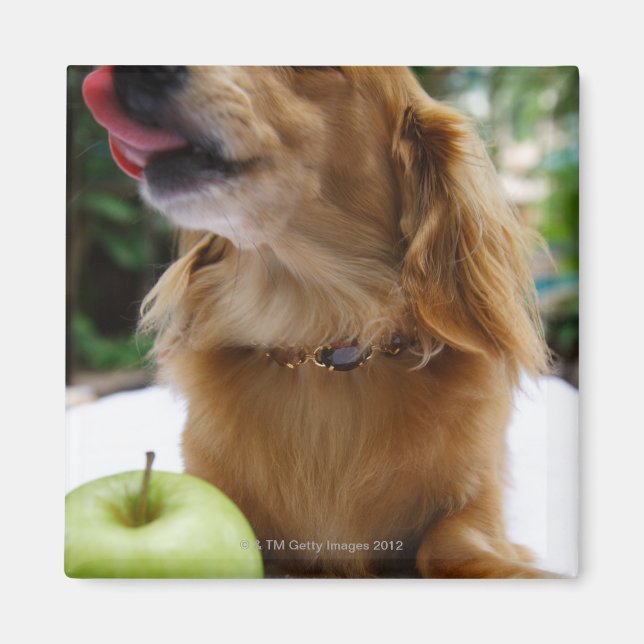 Íman Singapura 5 (Frente)