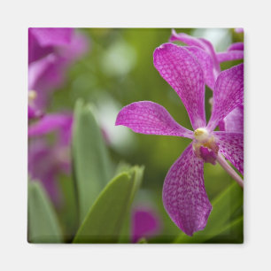 Íman Singapura Sânscrito para Lion City). Nacional