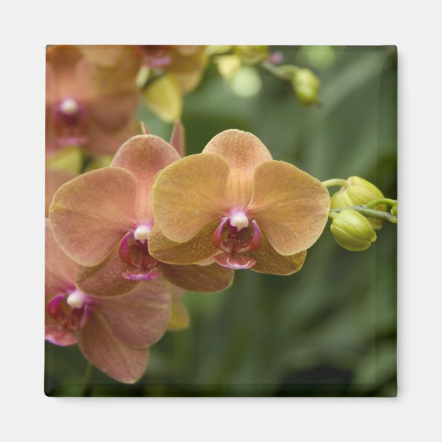 Íman Singapura (Sânscrito para Lion City). Nacional 2 (Frente)