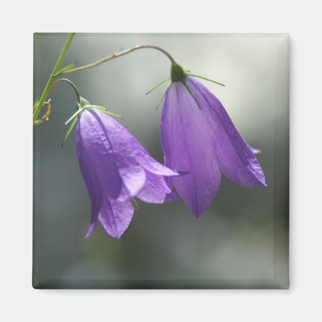 Íman sinos de ímã de segredos (Frente)