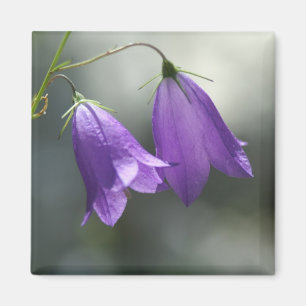 Íman sinos do ímã dos segredos