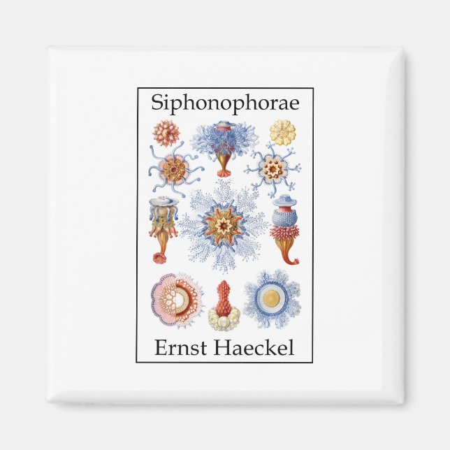 Íman Siphonophorae por Ernst Haeckel (Frente)