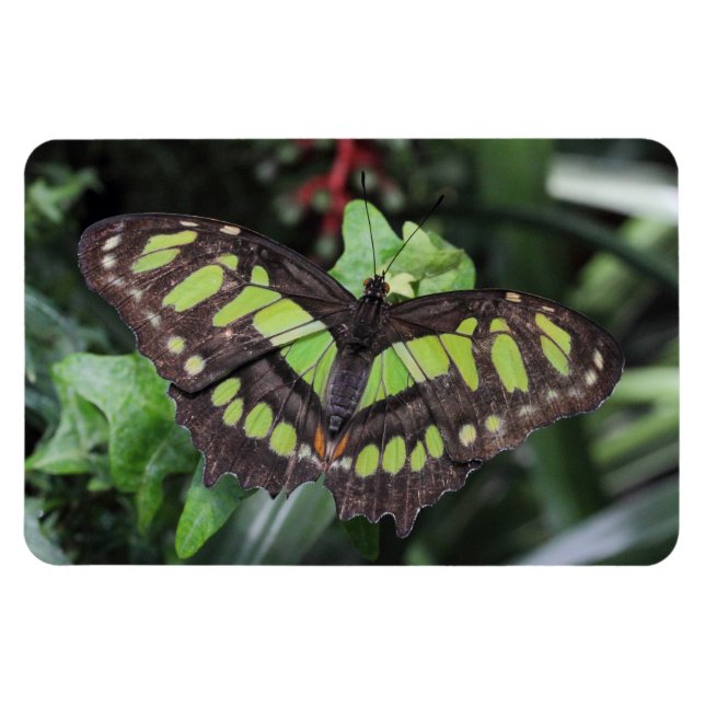 Íman Siproeta stelenes (Horizontal)