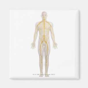 Íman Sistema nervoso humano 2