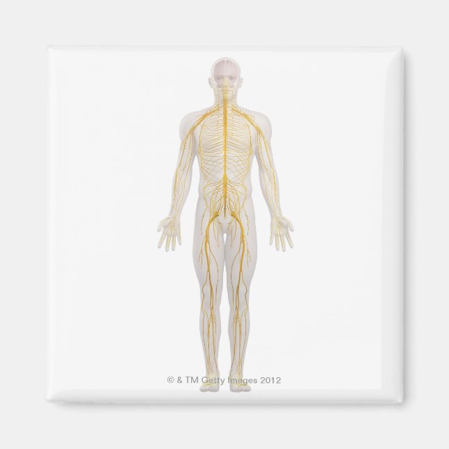 Íman Sistema Nervoso Humano 2 (Frente)