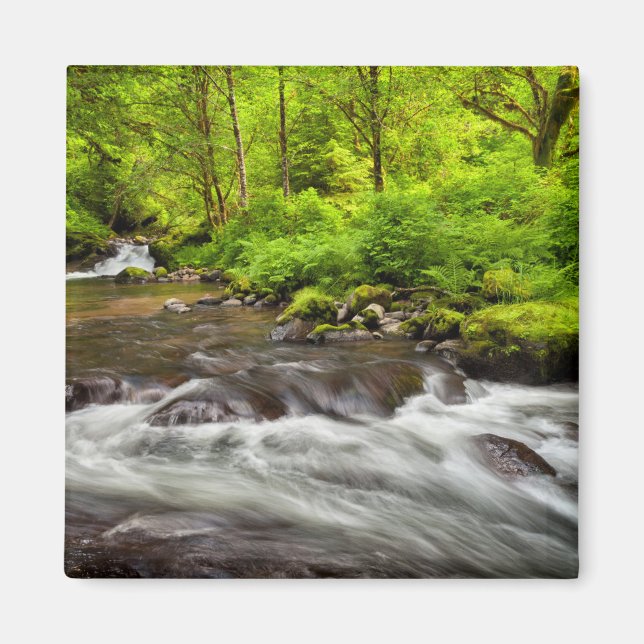 Íman Siuslaw National Forest, Sweet Creek, Oregon (Frente)